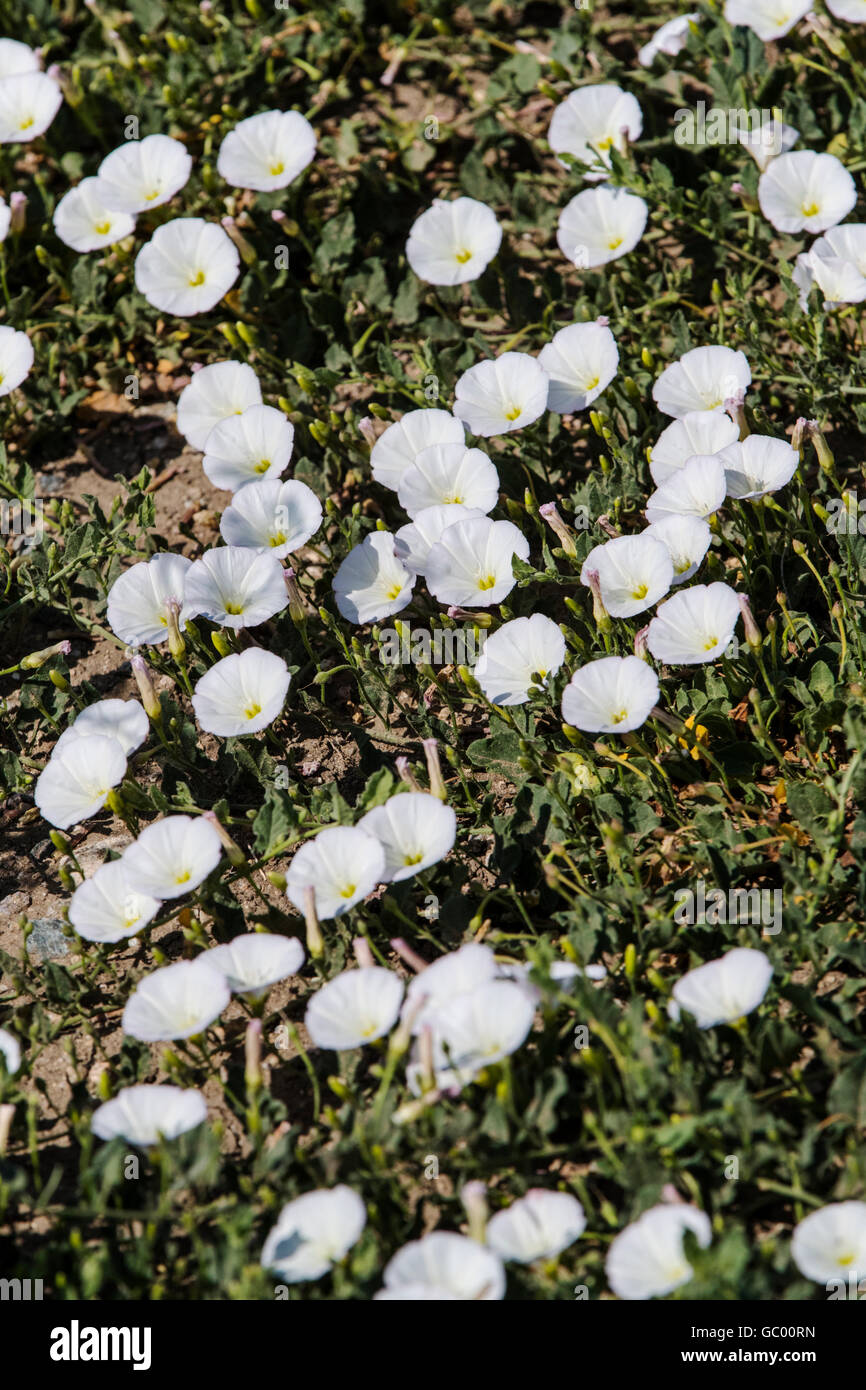 Field bindweed; Convolvulus arvensis;  morning glory family; Convolvulaceae; growing on central Colorado ranch; USA Stock Photo