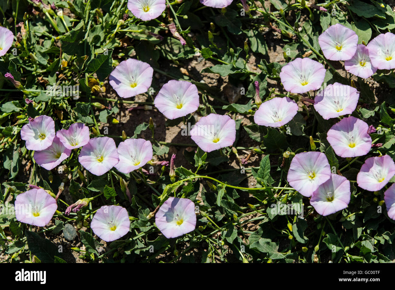 Field bindweed; Convolvulus arvensis;  morning glory family; Convolvulaceae; growing on central Colorado ranch; USA Stock Photo