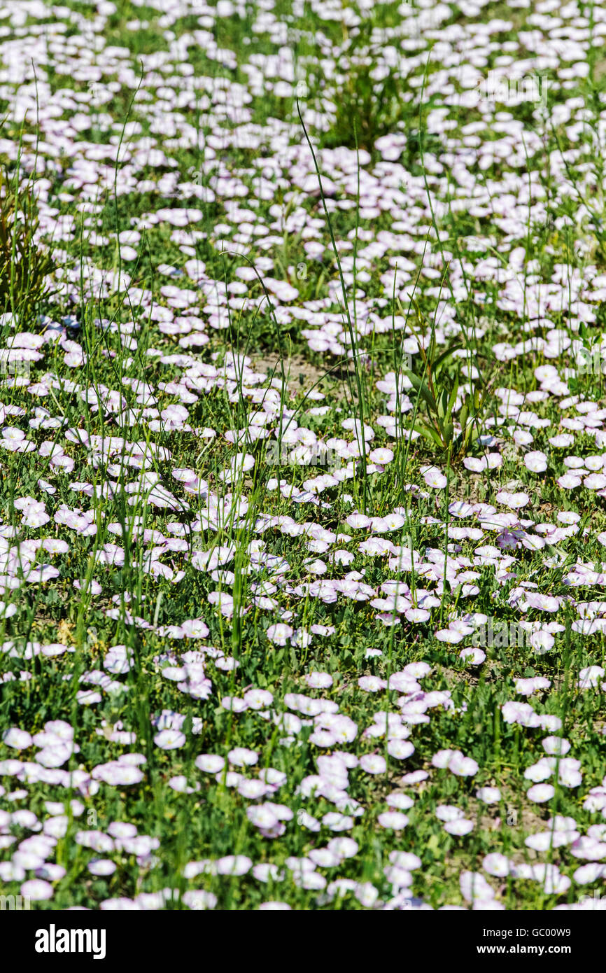 Field bindweed; Convolvulus arvensis; morning glory family