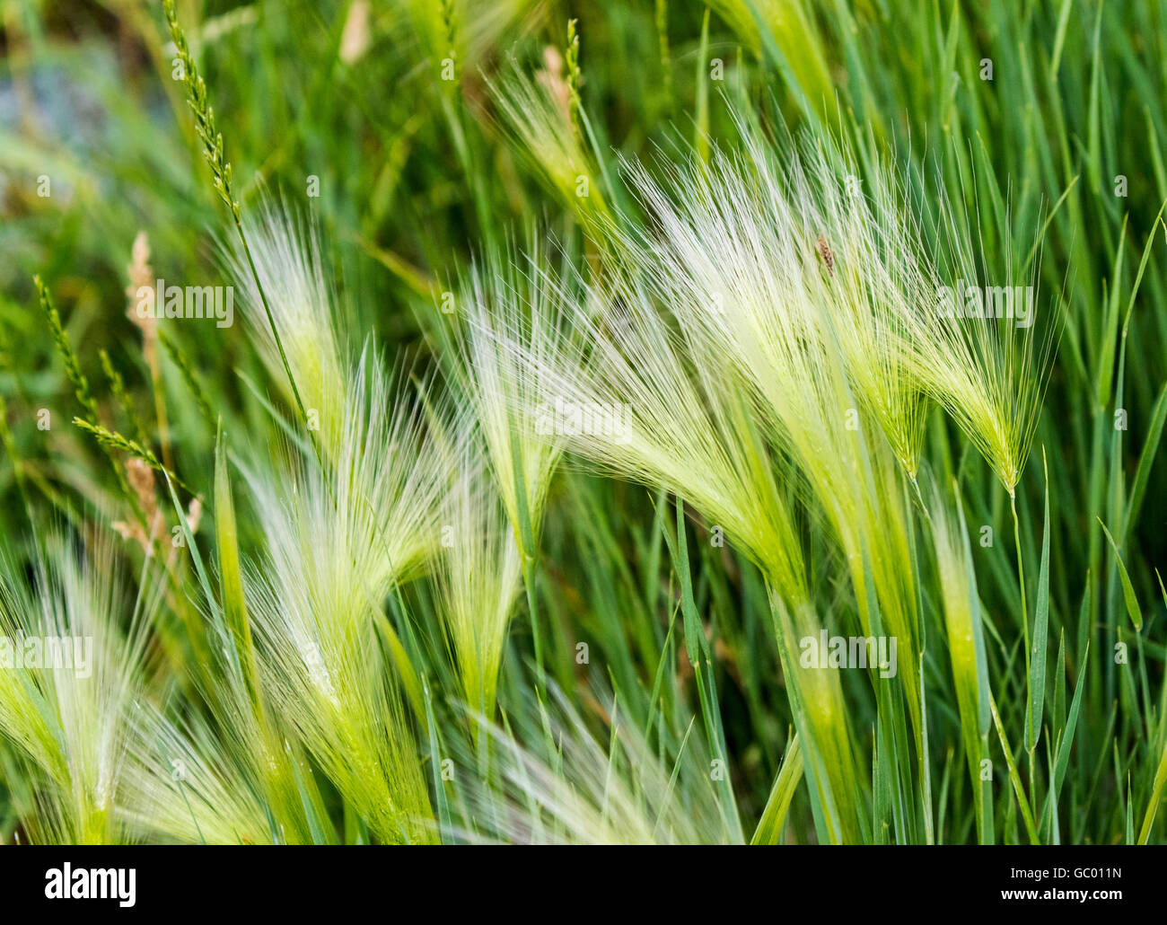 Wild grasses growing on central Colorado ranch; USA Stock Photo Alamy