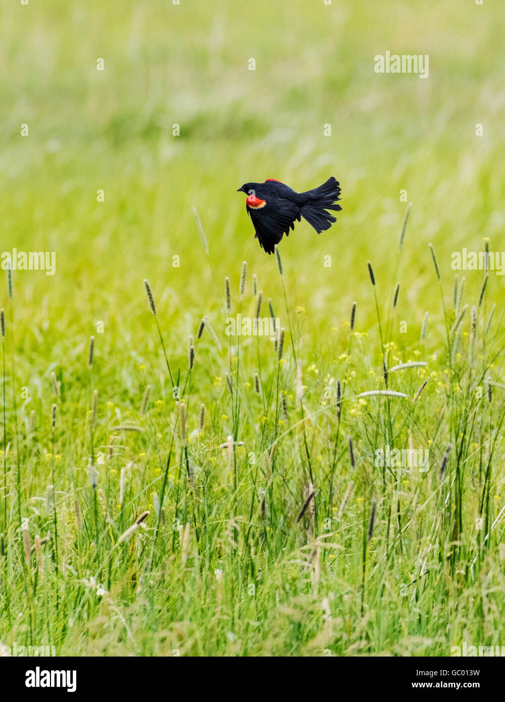 Red-winged blackbird flying low on central Colorado ranch; USA Stock Photo
