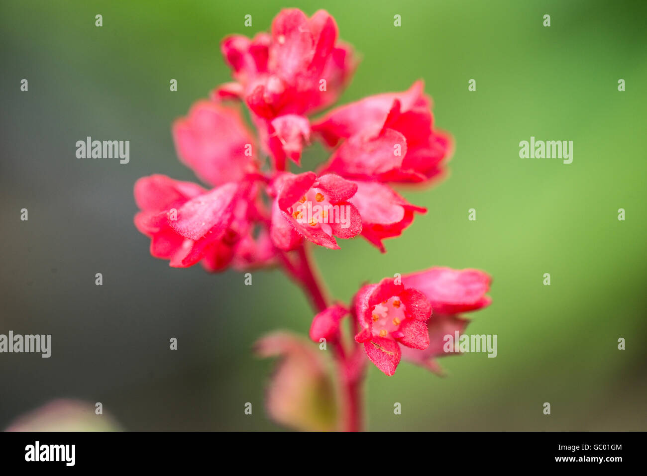 A close up of the flowers of a Heuchera Red Spangles Stock Photo