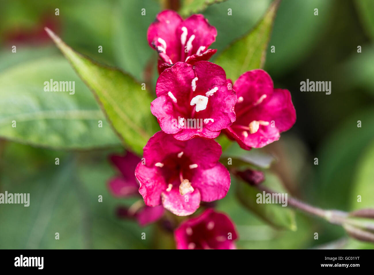 A close up of the flowers of a Weigela 'Bristol Ruby' Stock Photo