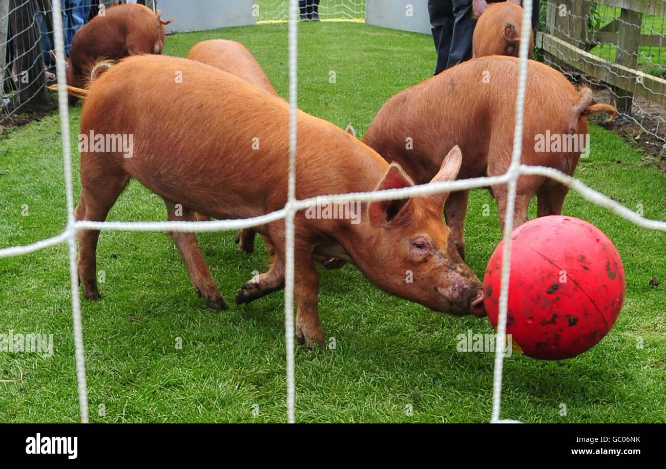 Animals playing football hi-res stock photography and images - Alamy