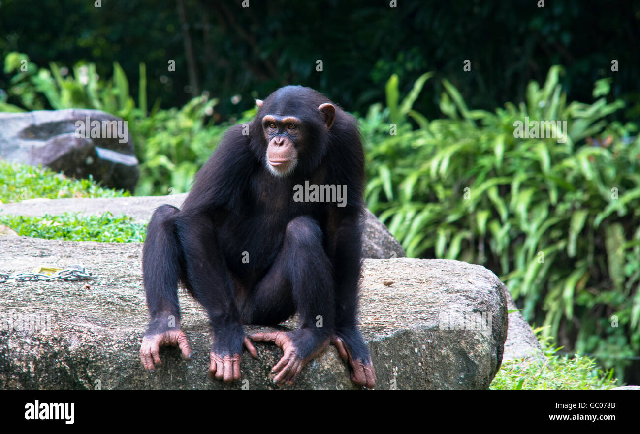 Seated chimpanzee hi-res stock photography and images - Alamy