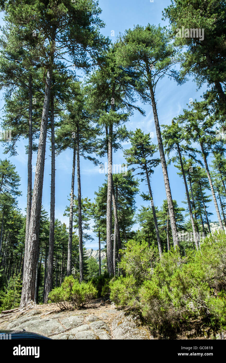 Pinus nigra subsp. laricio Stock Photo