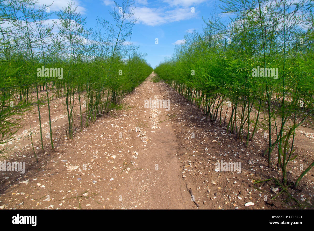 Asparagus crop on farm near Ringstead Norfolk UK May Stock Photo Alamy
