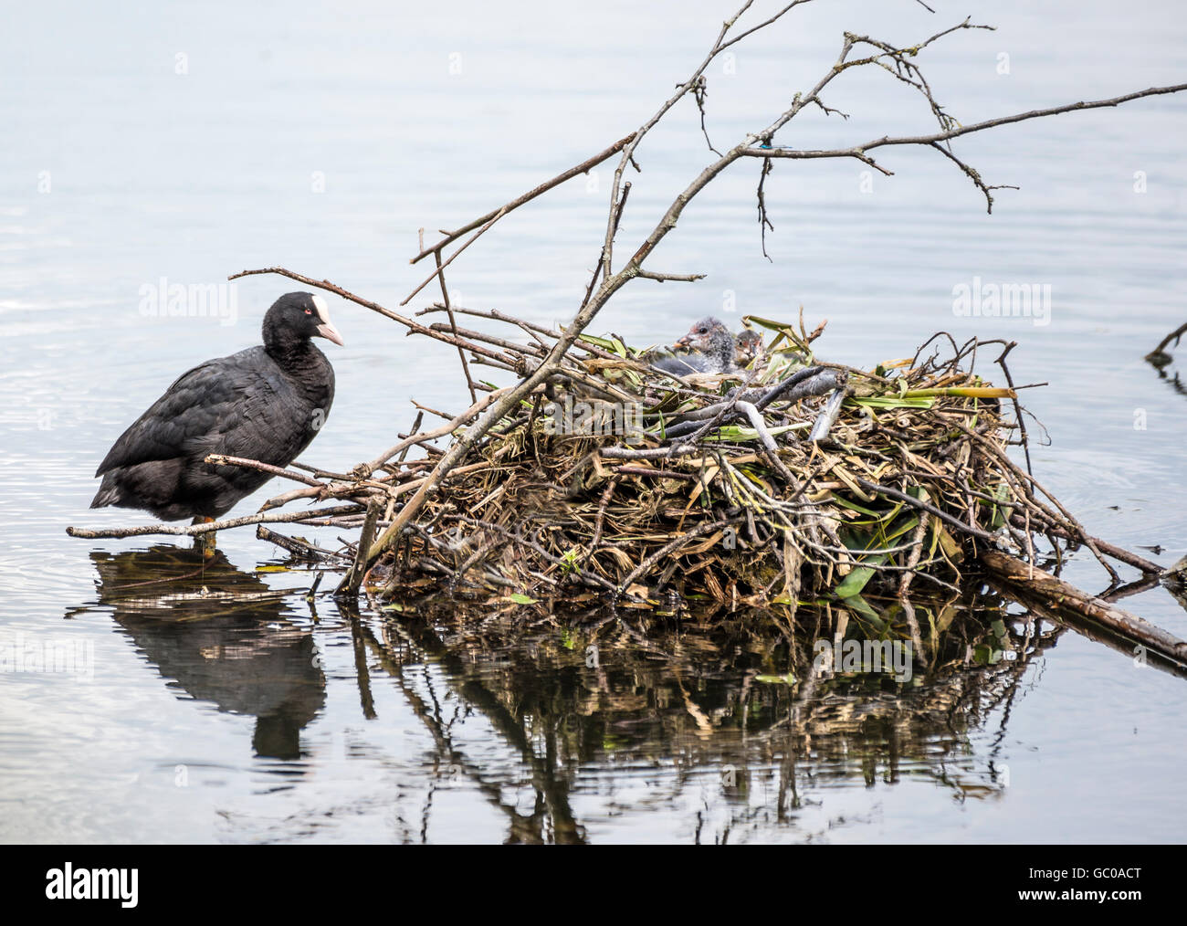 Female coot standing by her nest with two chicks Stock Photo