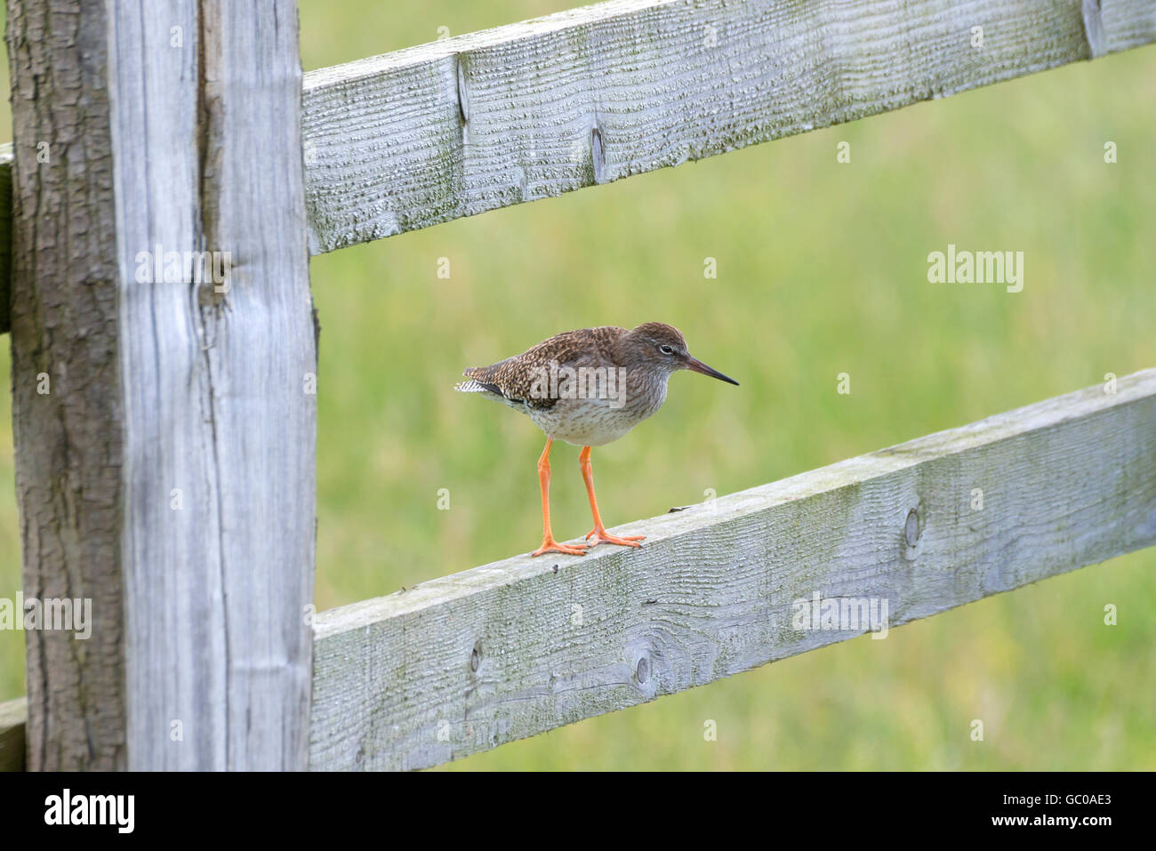 Common redshank bird perched on a wooden fence Stock Photo