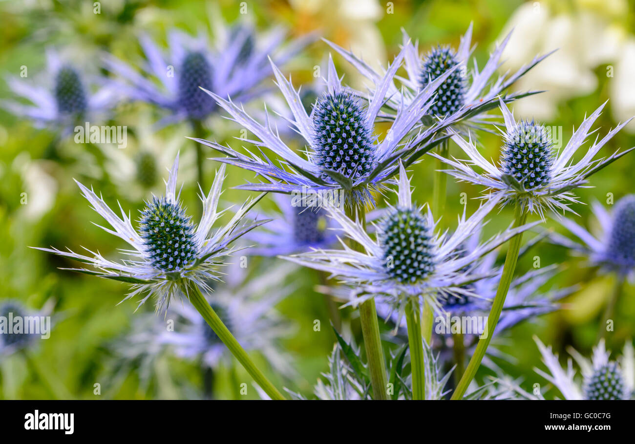Sea Holly, also known as Oliver eryngo (Eryngium x oliverianum) growing in July in West Sussex, England, UK. Stock Photo