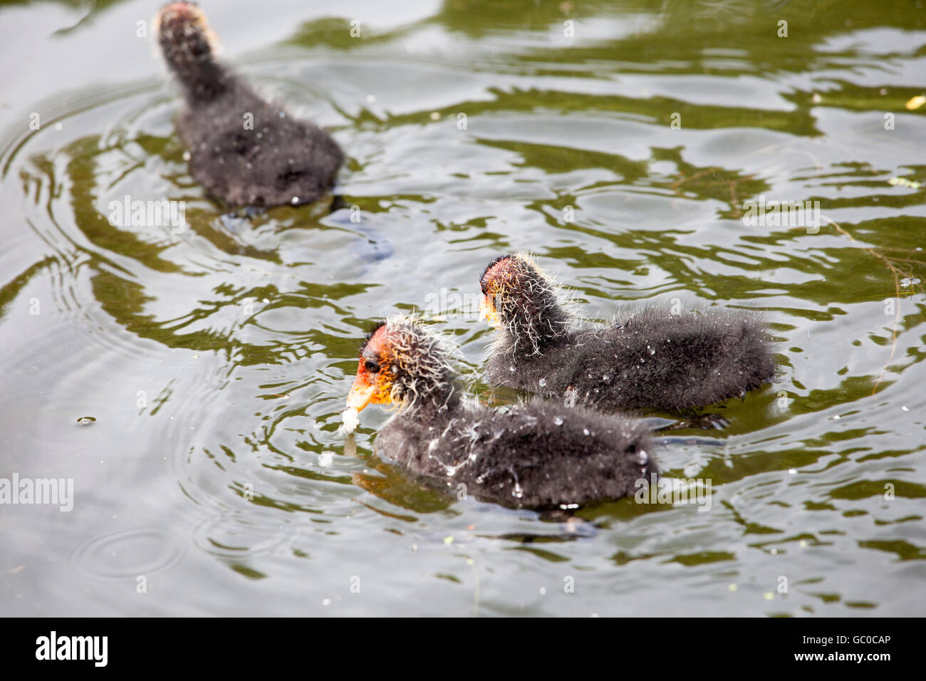 Cute coot hi-res stock photography and images - Alamy