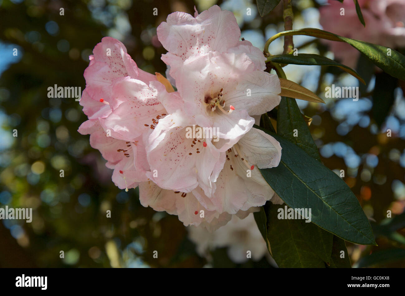 Pale pink Rhododendron aboreum x campanulatum Stock Photo