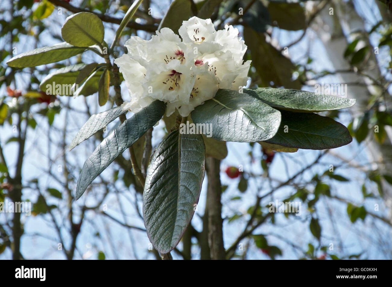 White flowers of Rhododendron Grande Stock Photo