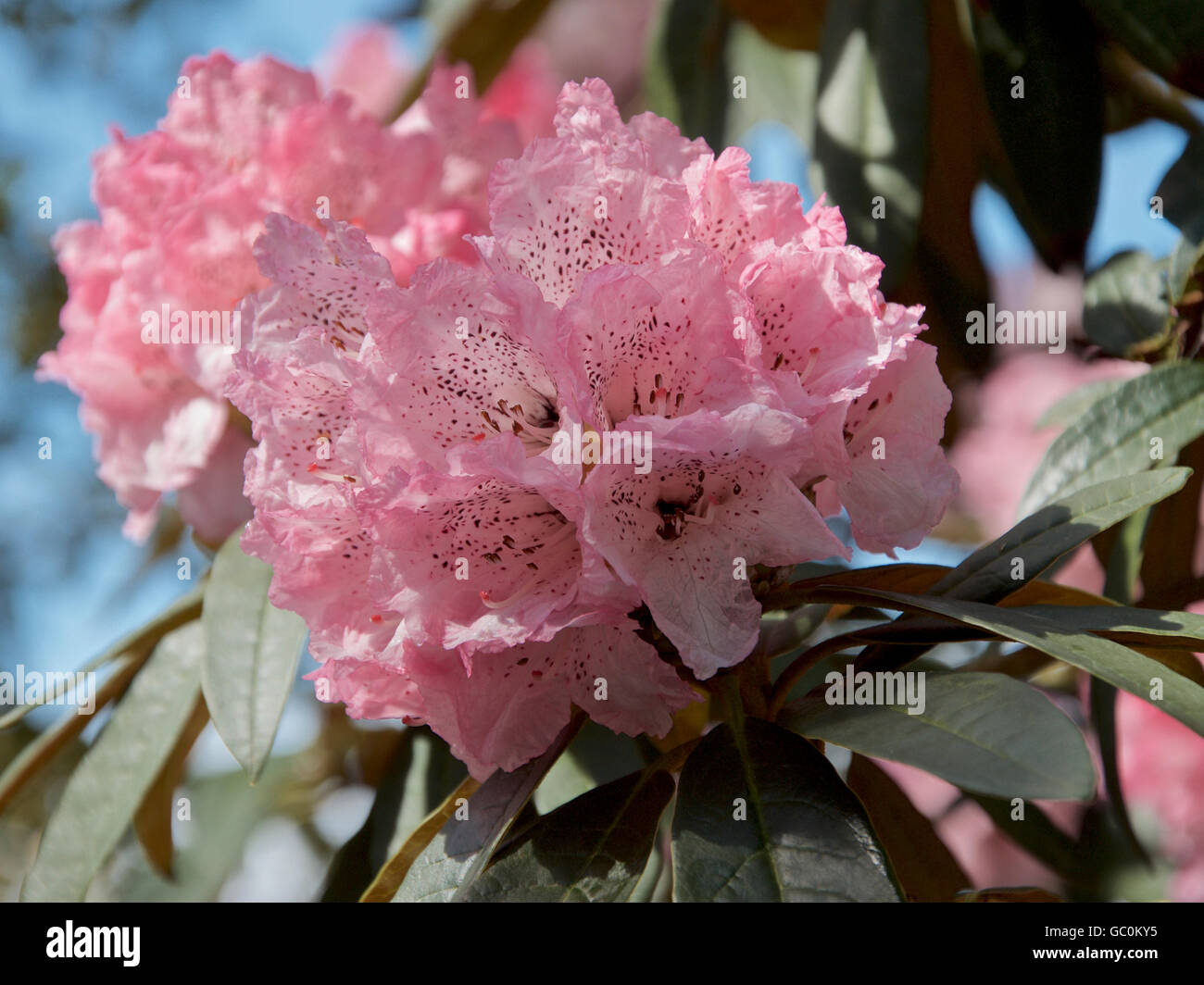 Rhododendron aboreum x campanulatum Stock Photo