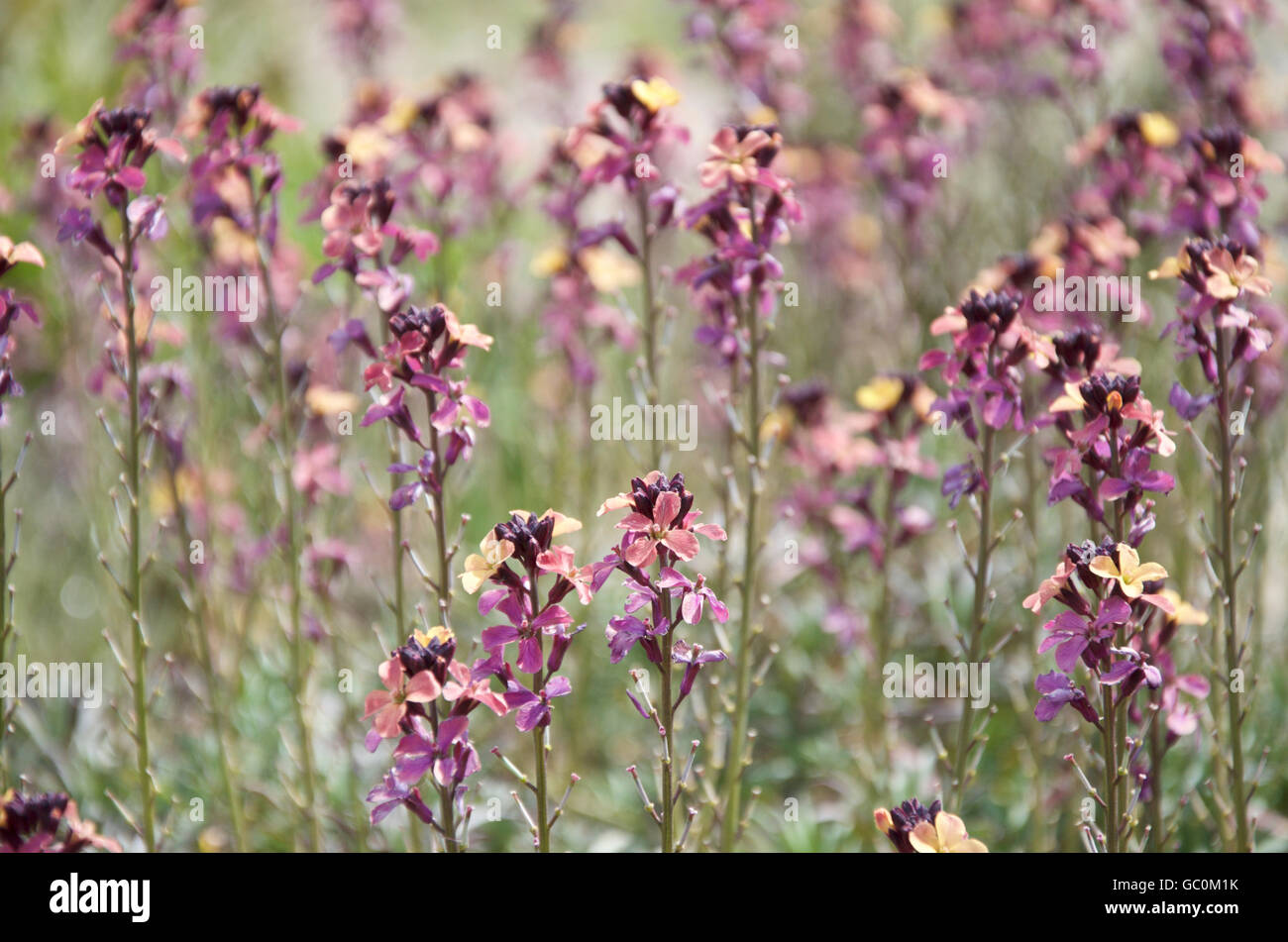 Erysimum mutabile or wallflower Stock Photo