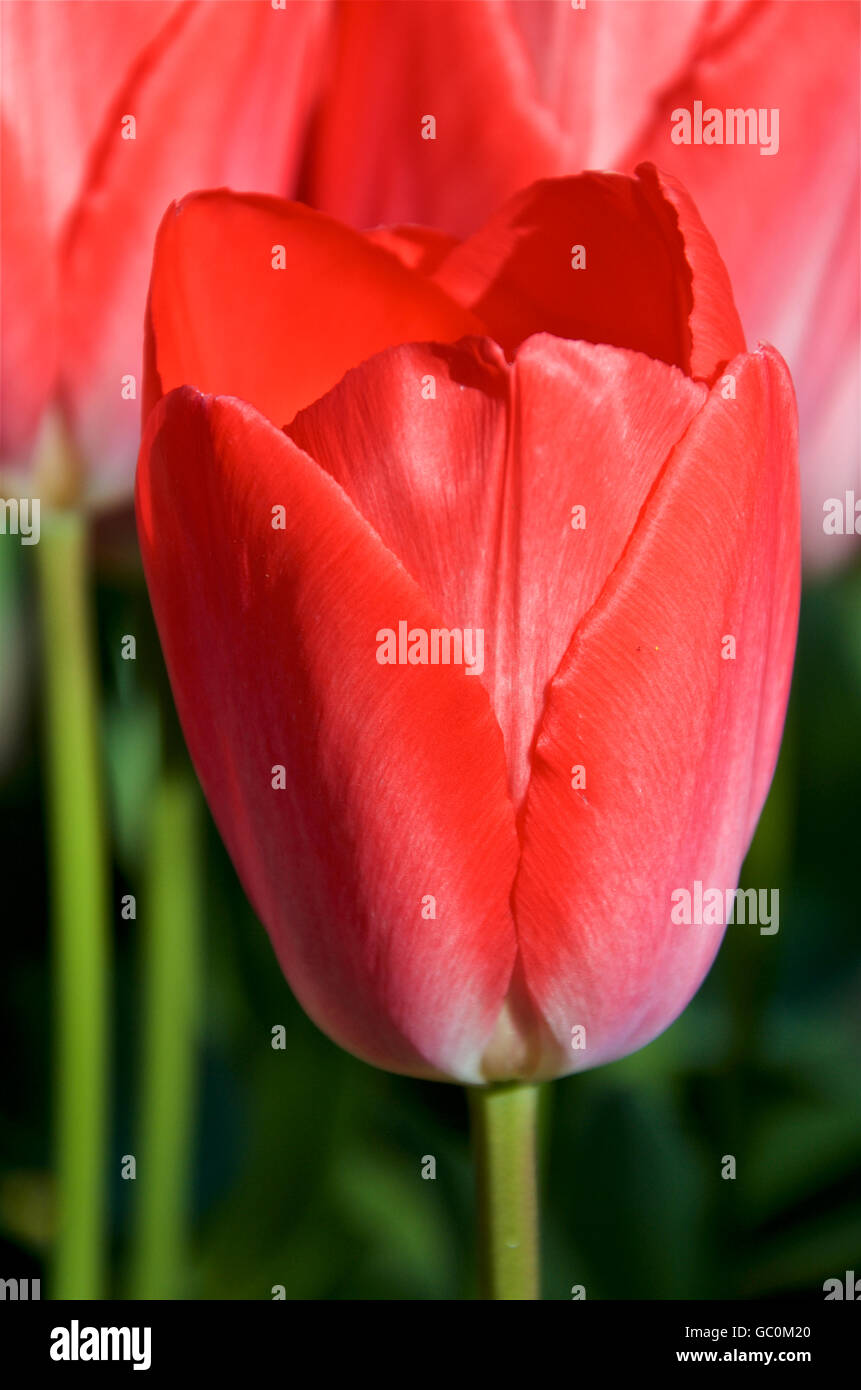 Red Impression tulip Stock Photo