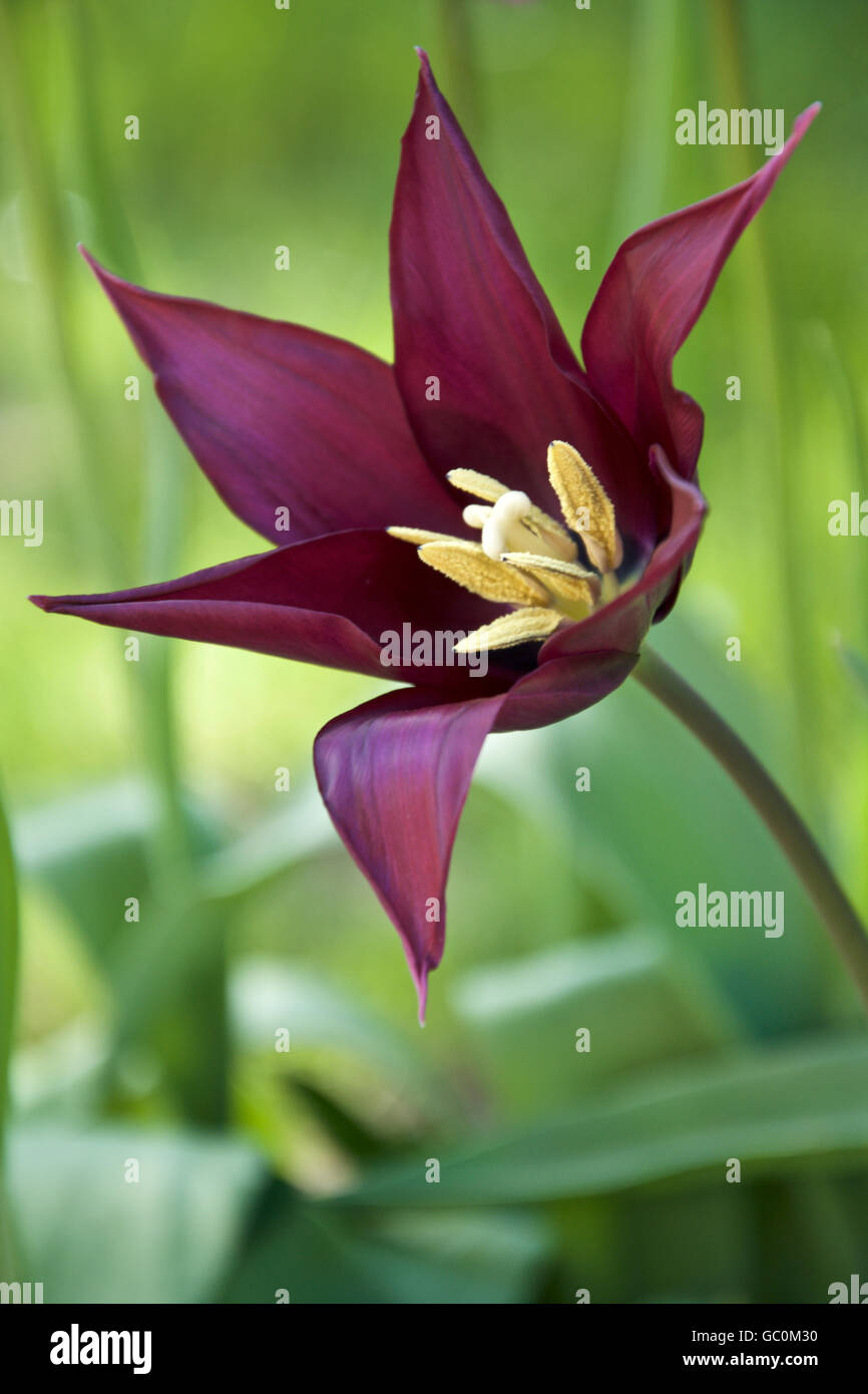 Tulipa Burgundy Stock Photo