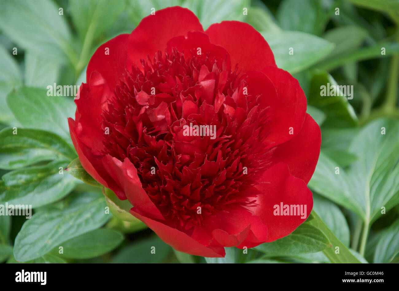 Red Charm Peony Stock Photo