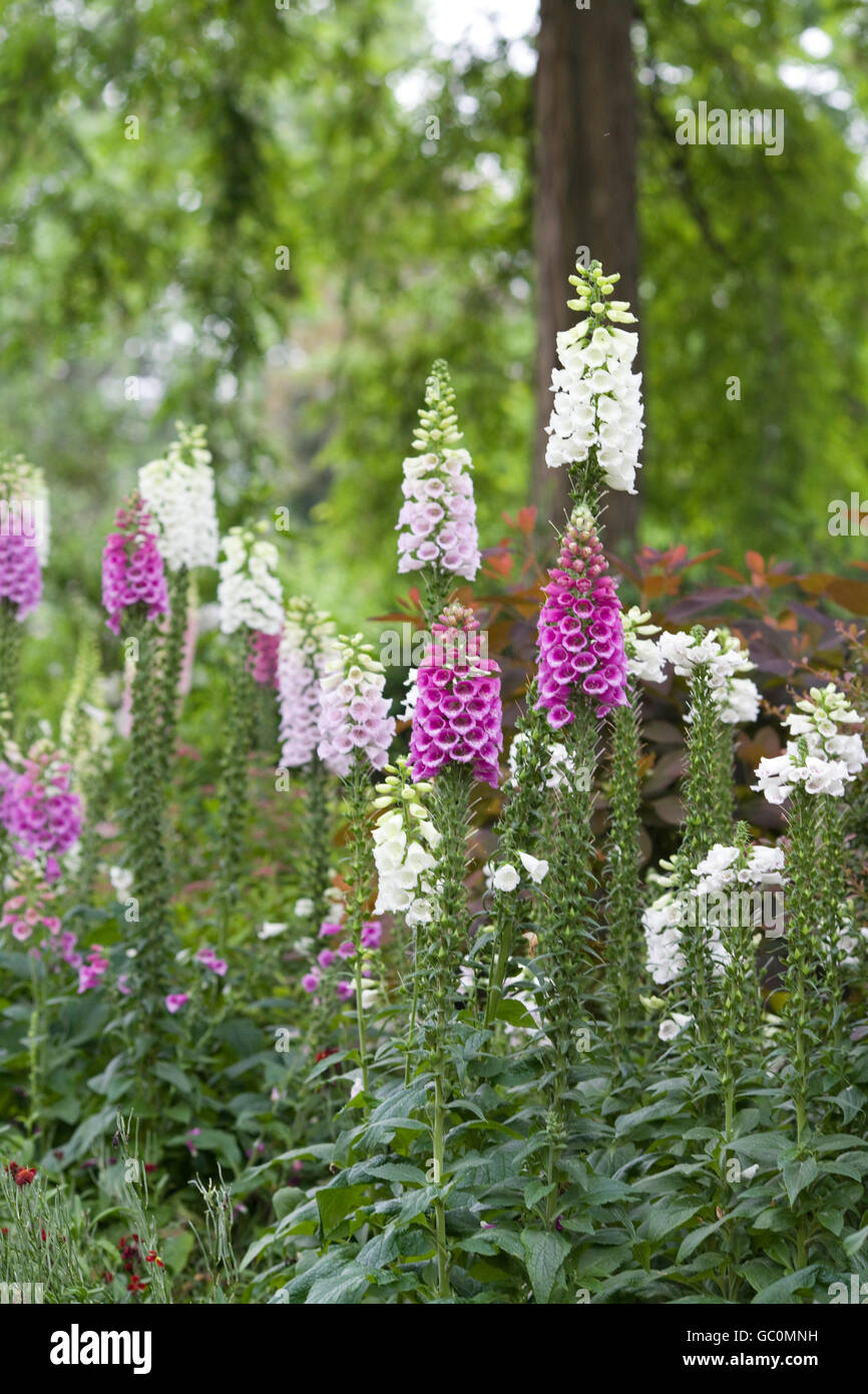 Foxgloves blooming English Country Garden Stock Photo - Alamy
