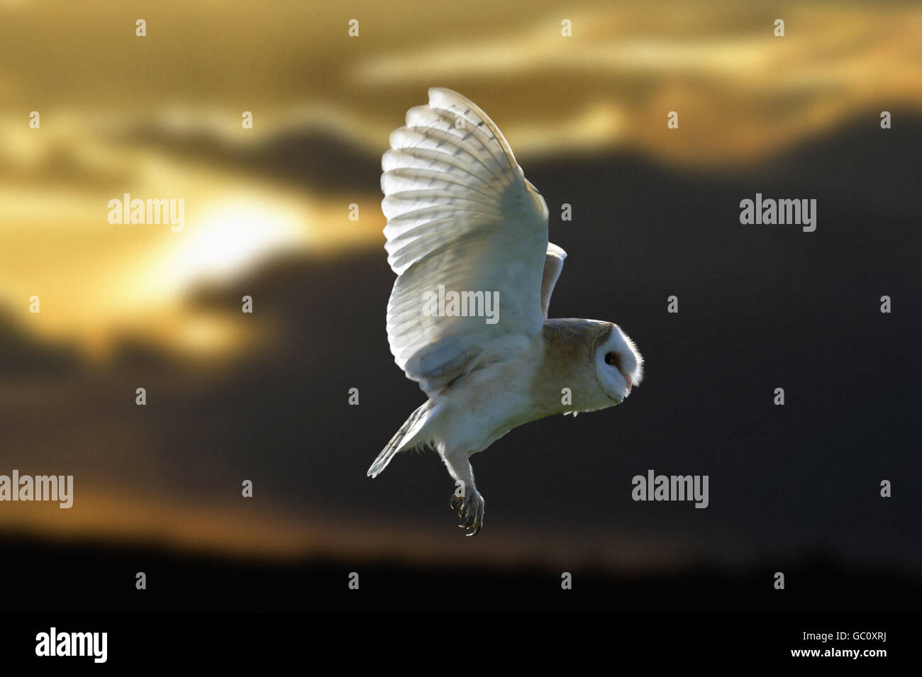 Barn Owl - Tyto alba Stock Photo