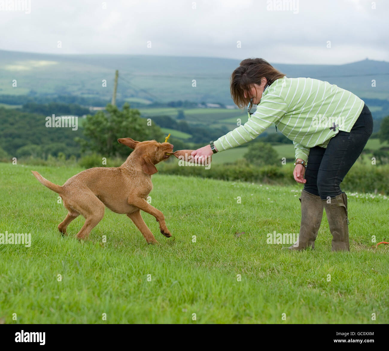 gundog not letting go of a dummy, bad gundog Stock Photo