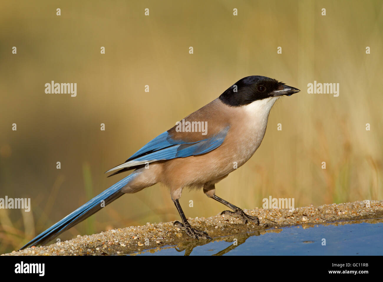 Azure-winged Magpie - Cyanopica cyana Stock Photo