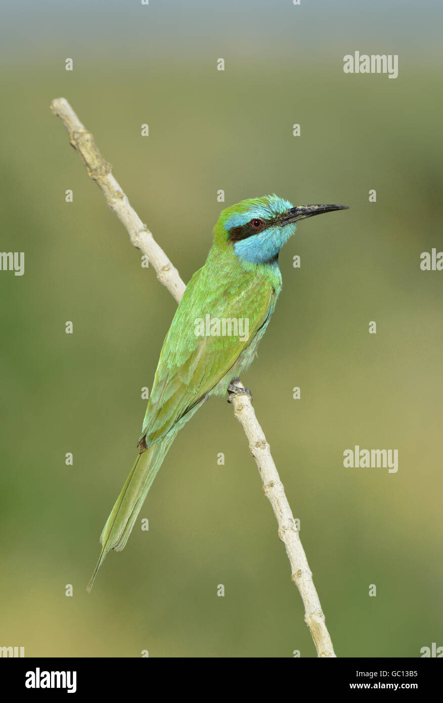 Little Green Bee-eater - Merops orientalis Stock Photo