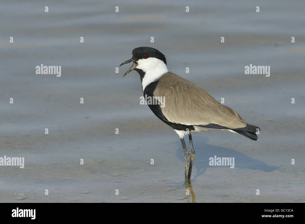 Spurwinged Plover Vanellus spinosus Stock Photo Alamy