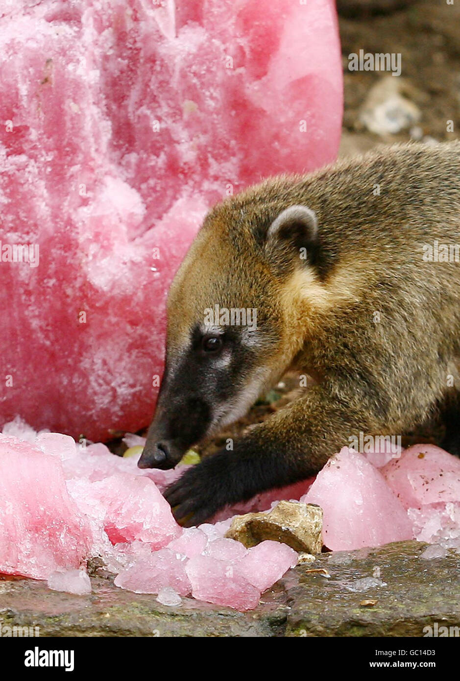 A Ringtail Coati at Marwell Wildlife Park in Winchester, Hampshire