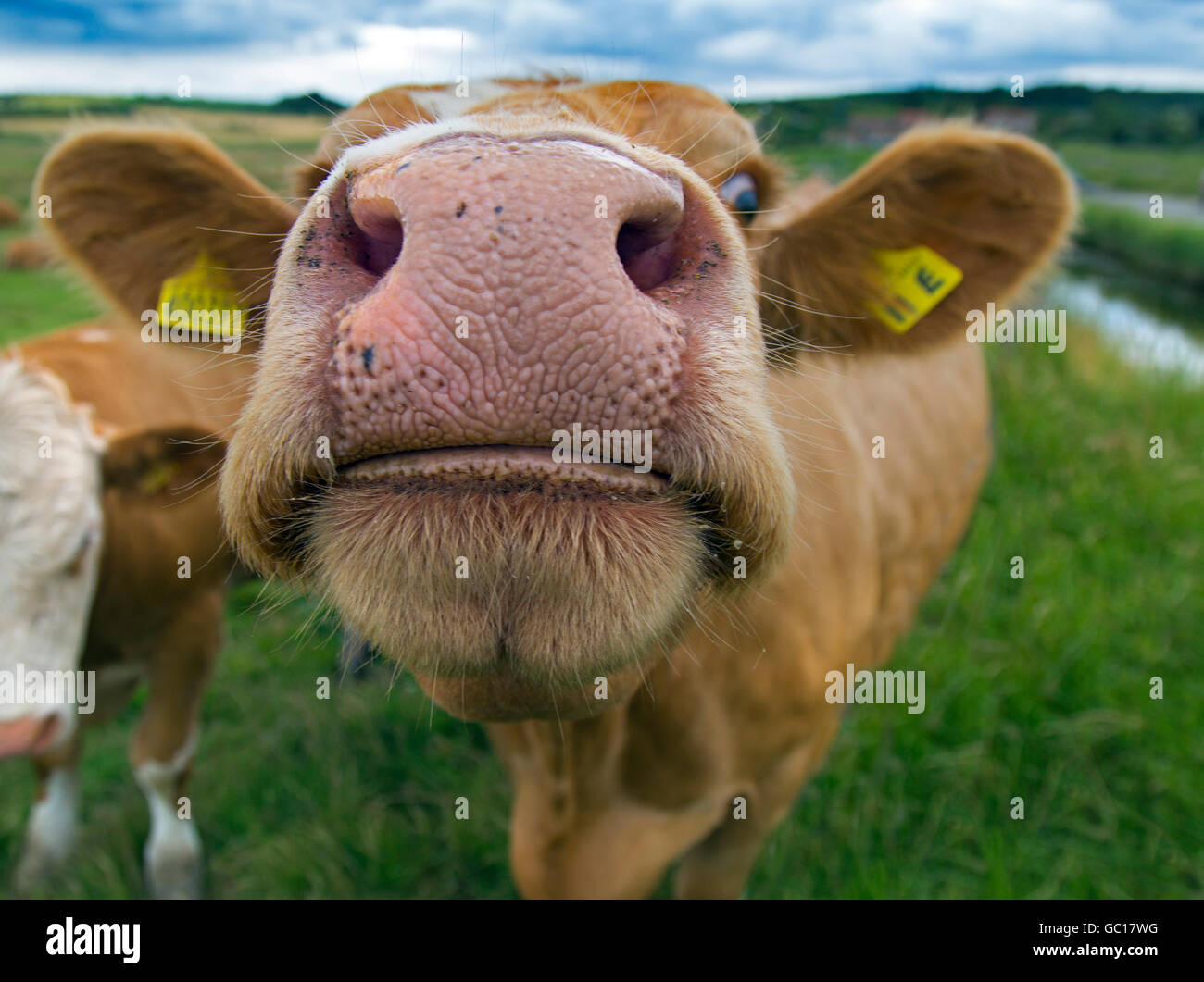 Inquisitive cow checks out the photographer on grazing marshes at Salthouse Norfolk Stock Photo