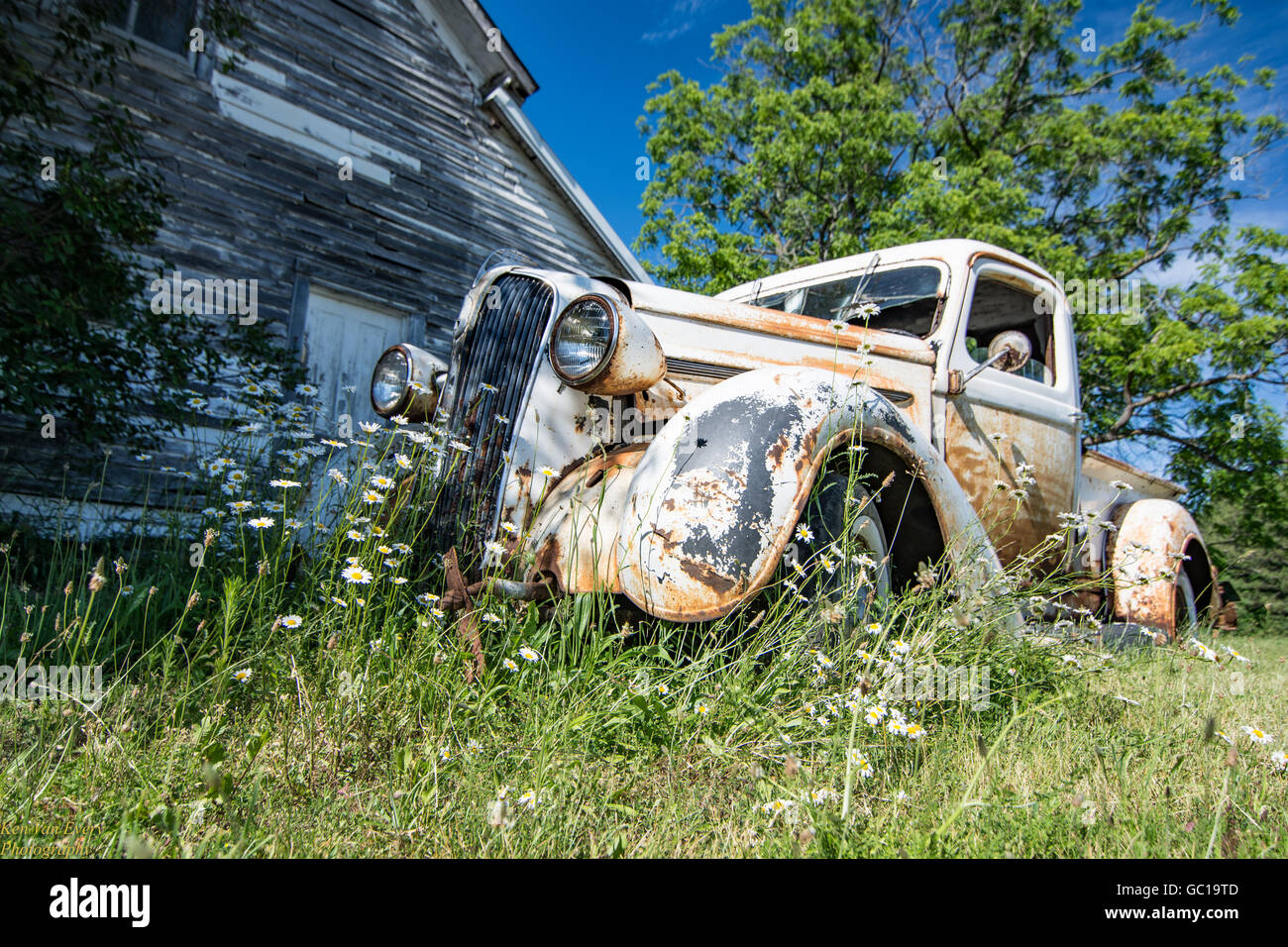 Vintage Truck surrounded by Daisies Stock Photo