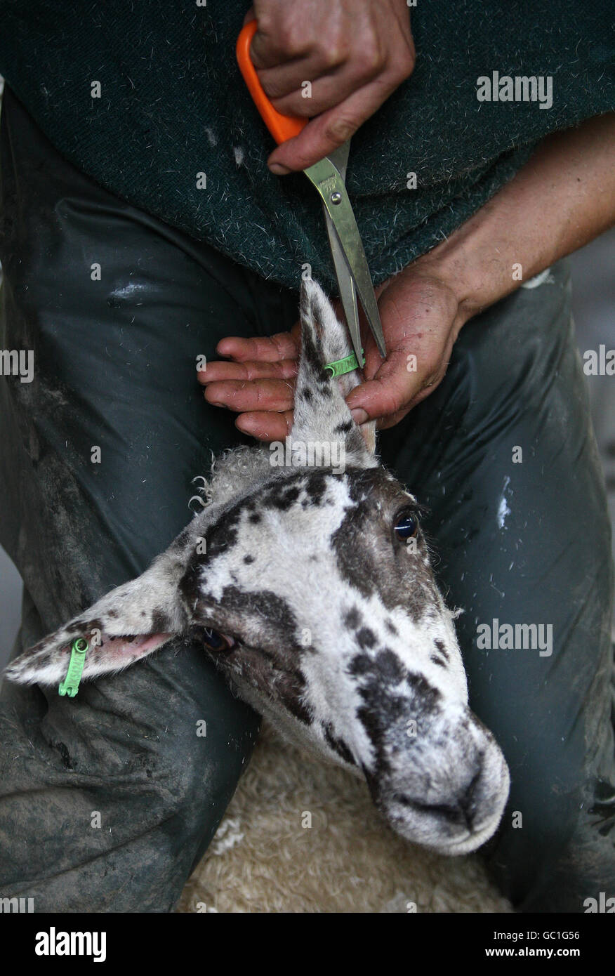 Sheep dressed for market sale Stock Photo Alamy