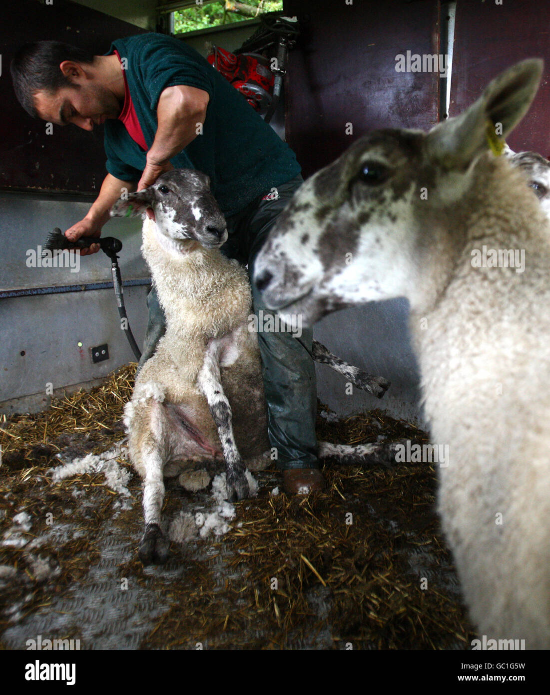 Sheep dresser Martin McEwan from Grangemouth dresses a Scotch Mule gimmer (last years lambs) at Quarter near Denny, Falkirk, Scotland, in preperation for the forthcoming sale at Caledonian Marts in Stirling on Friday. Stock Photo