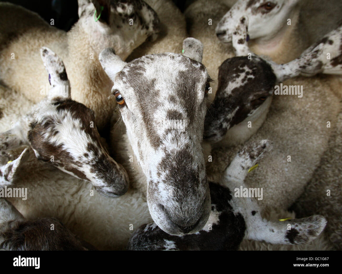 Sheep dressed for market sale Stock Photo Alamy