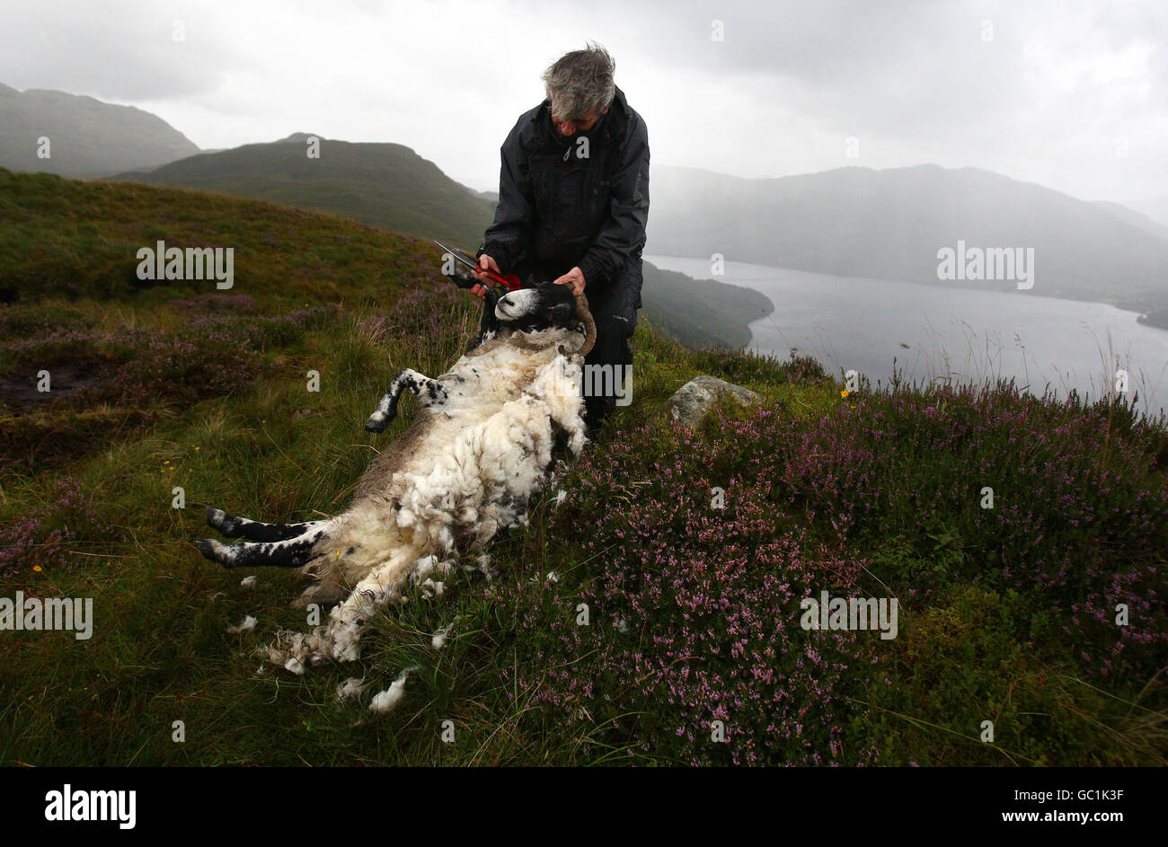 Shepherd Neil Campbell, high in the mountains over looking Loch Lomond, at work hand shearing a ruckie Scottish Black Face Sheep at Cailness, Central Scotland. A ruckie is a ewe which was missed at the clipping. Stock Photo