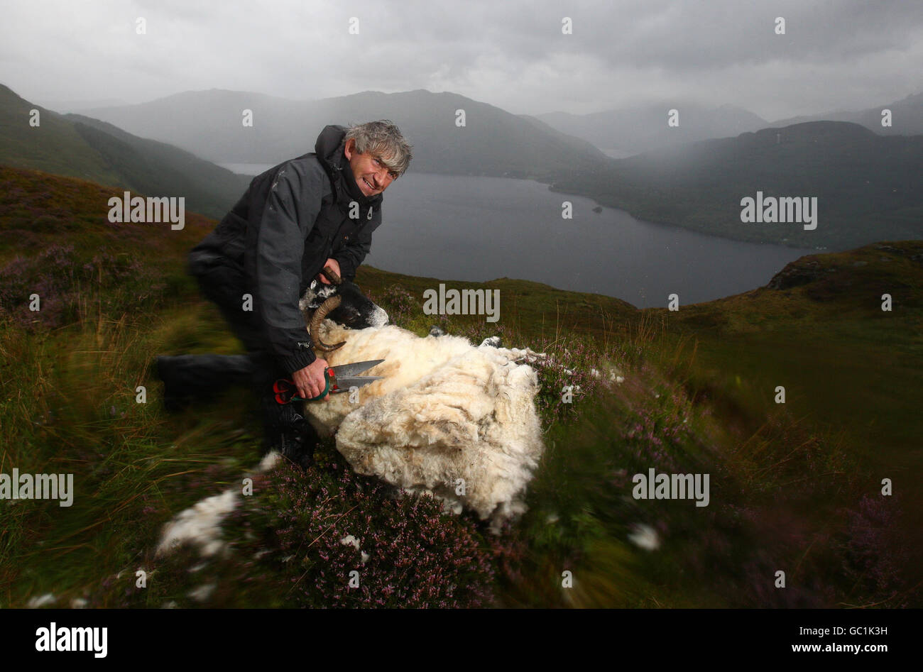 Shepherd Neil Campbell, high in the mountains over looking Loch Lomond, at work hand shearing a ruckie Scottish Black Face Sheep at Cailness, Central Scotland. A ruckie is a ewe which was missed at the clipping. Stock Photo