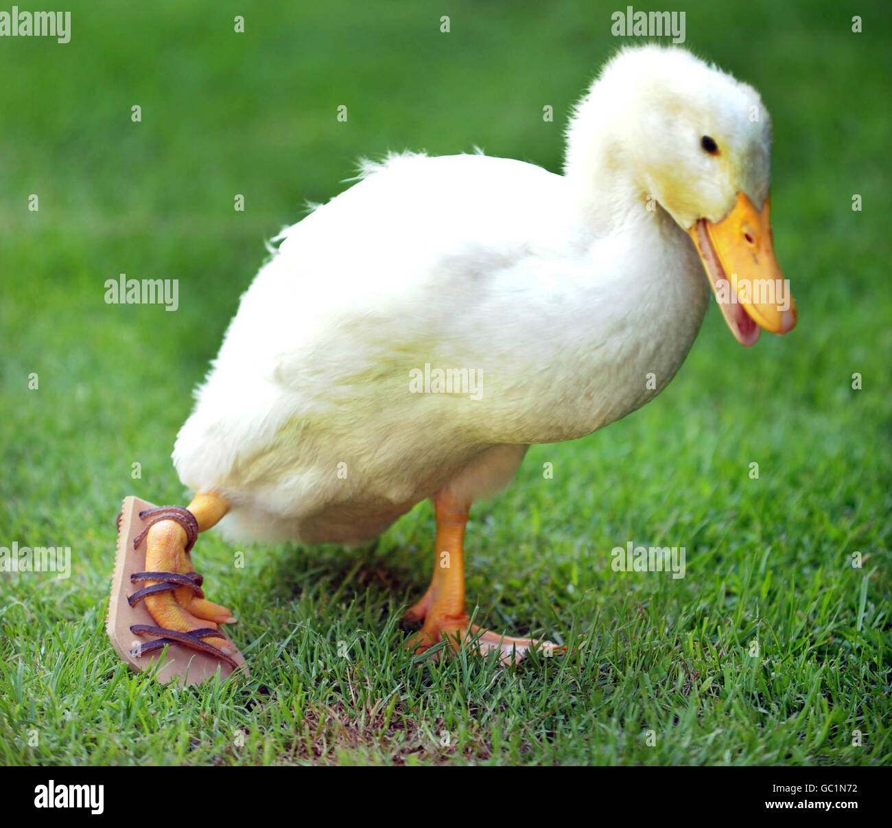 Lucky the duckling Stock Photo Alamy