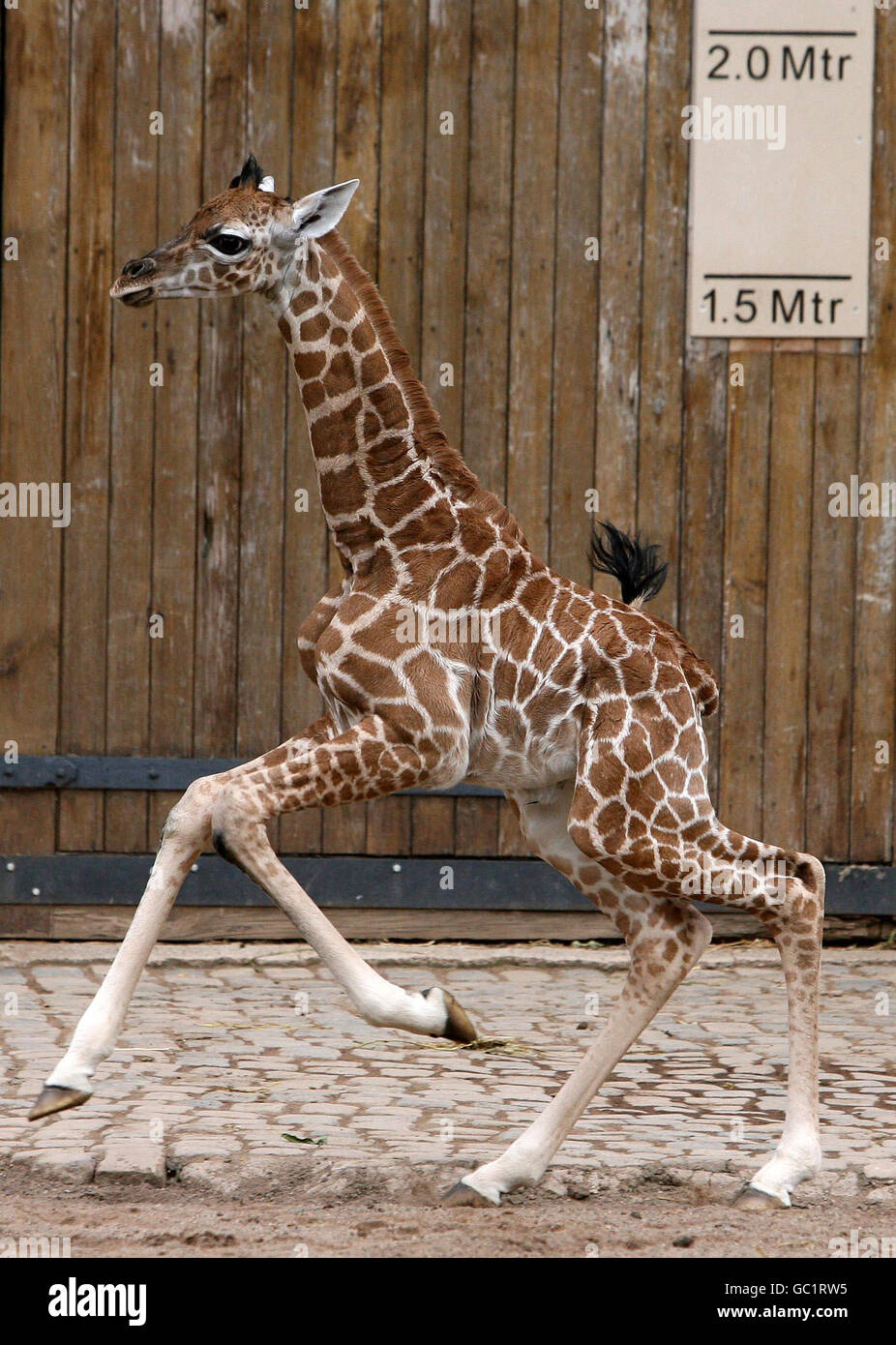 New baby giraffe at Chester Zoo Stock Photo - Alamy
