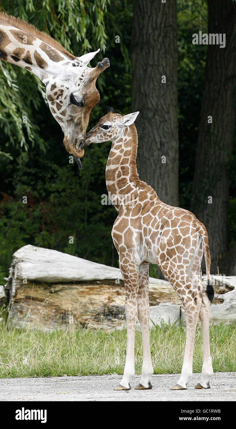 The new baby giraffe (to be named) born at Chester Zoo leaves the enclosure for the first time. Stock Photo