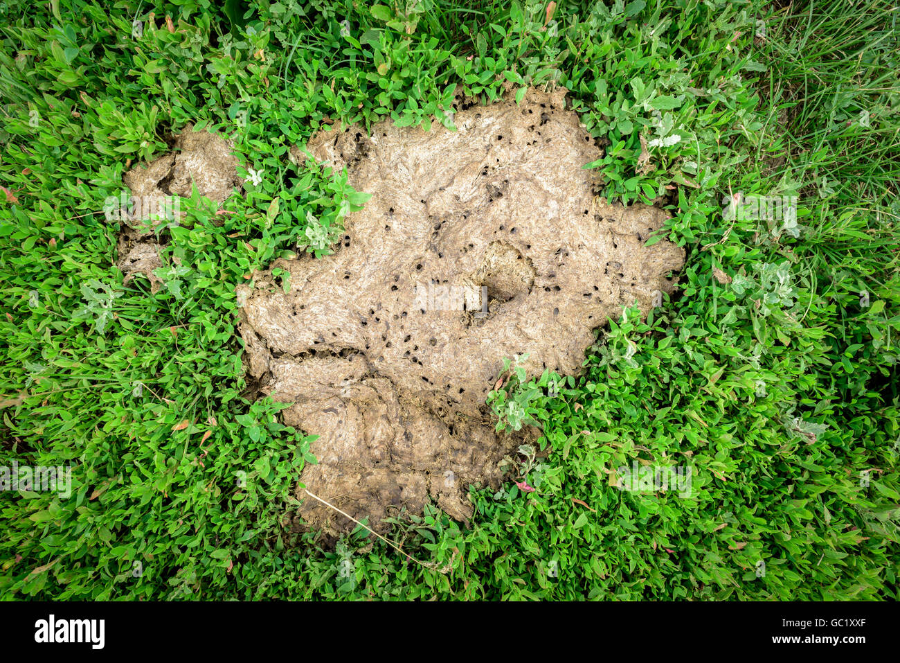 Drying old cow pat on fresh green grass. Manure background for farming gardening fertilizer concepts. Stock Photo