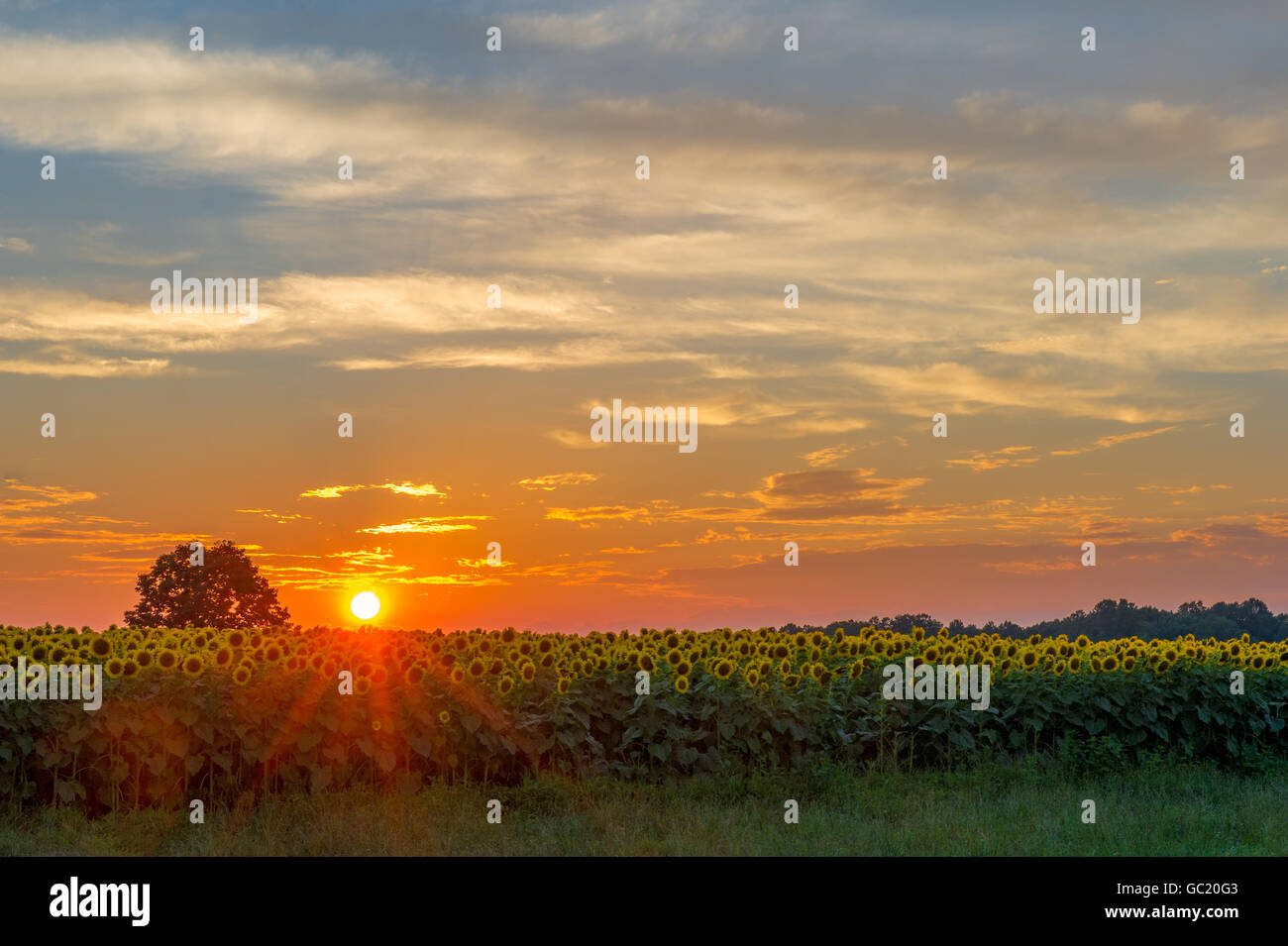 Sun Rays Over A Sunflower Field High Resolution Stock Photography and ...