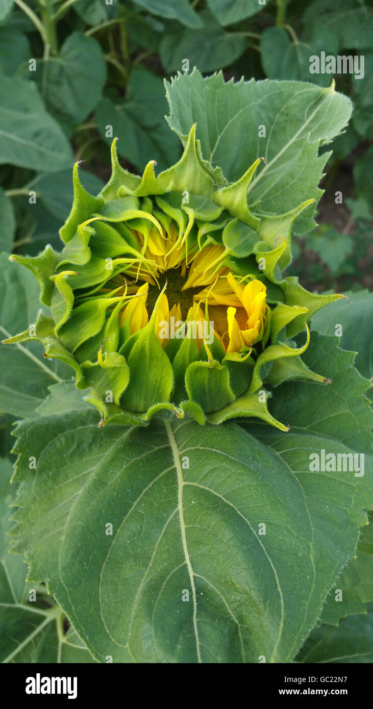 Tight buds of sunflower, top view, close-up Stock Photo