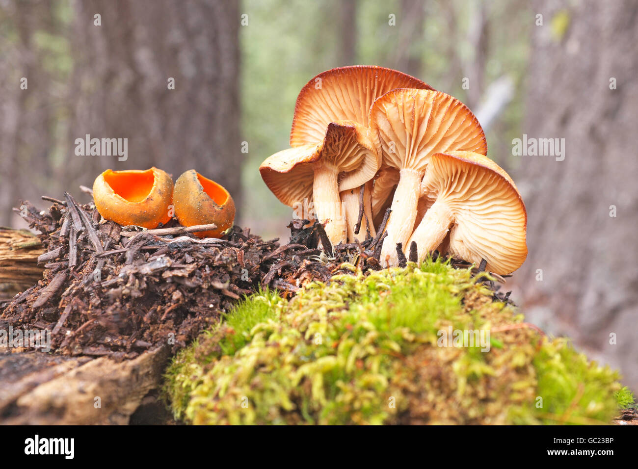 Calosypha fulgens, spring orange peel, left, and Marasmius oreades, or fairy ring mushrooms, in a pine spruce forest in the Pacific Northwest. Stock Photo
