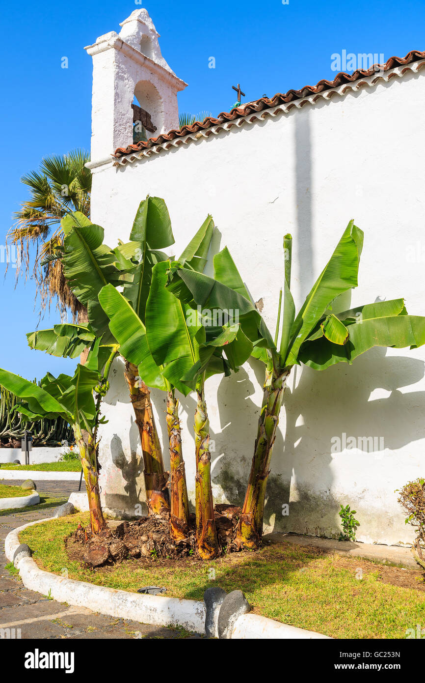 White church with tropical banana plant in Puerto de la Cruz town, Tenerife, Canary Islands, Spain Stock Photo