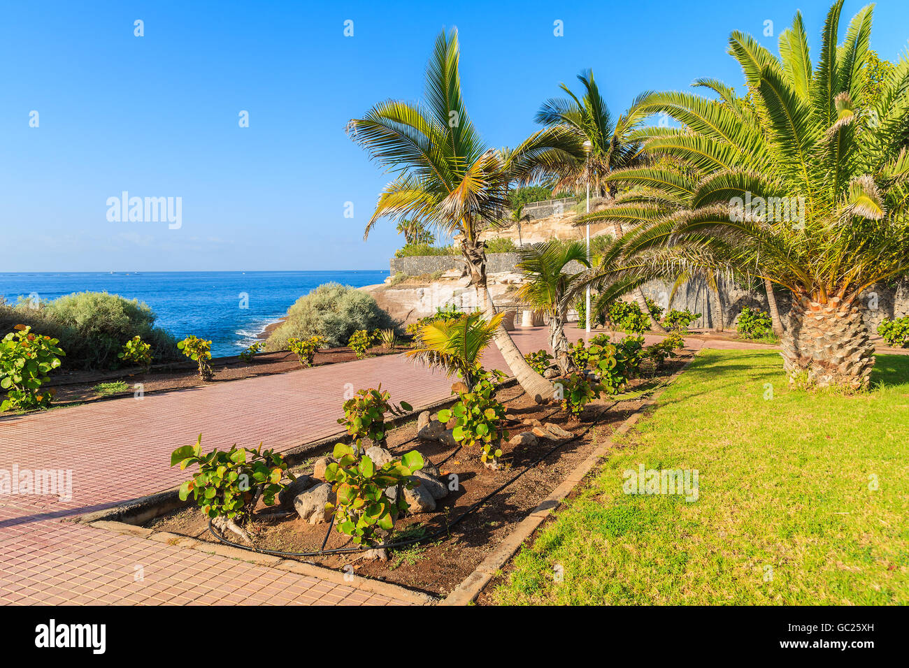 Tropical palm trees on promenade in coastal town of Costa Adeje, Tenerife, Canary Islands, Spain Stock Photo