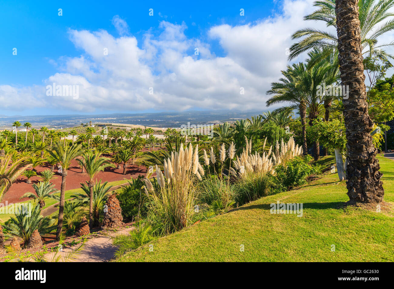 A view of tropical landscape with palm trees on Tenerife, Canary Islands, Spain Stock Photo
