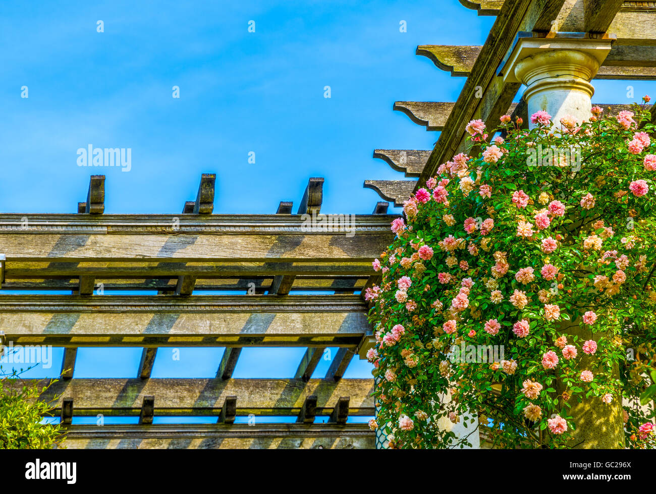 Pink roses growing on the wooden pergola against blue sky Stock Photo