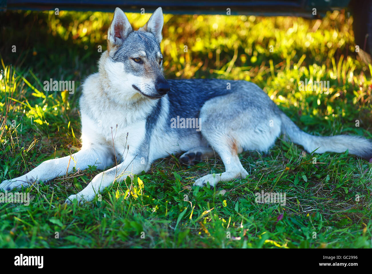 domesticated wolf dog resting relaxed on a meadow. Czechoslovakian shepherd. Stock Photo
