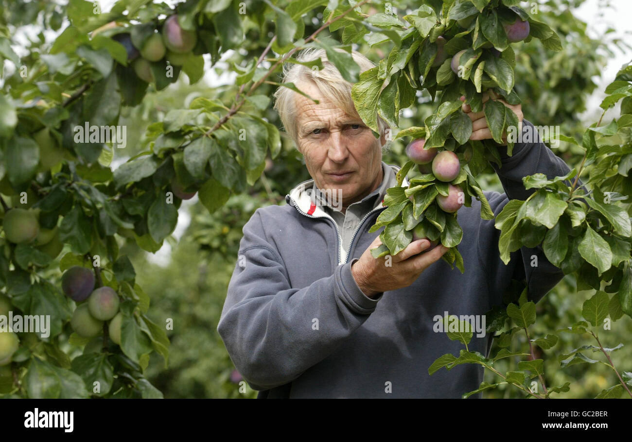 Robert Pascall, owner of Clock House Farm in Coxheath, Kent, amongst his orchard of plums as growers struggle against imported plums and lack of UK supermarket shelf space. Stock Photo