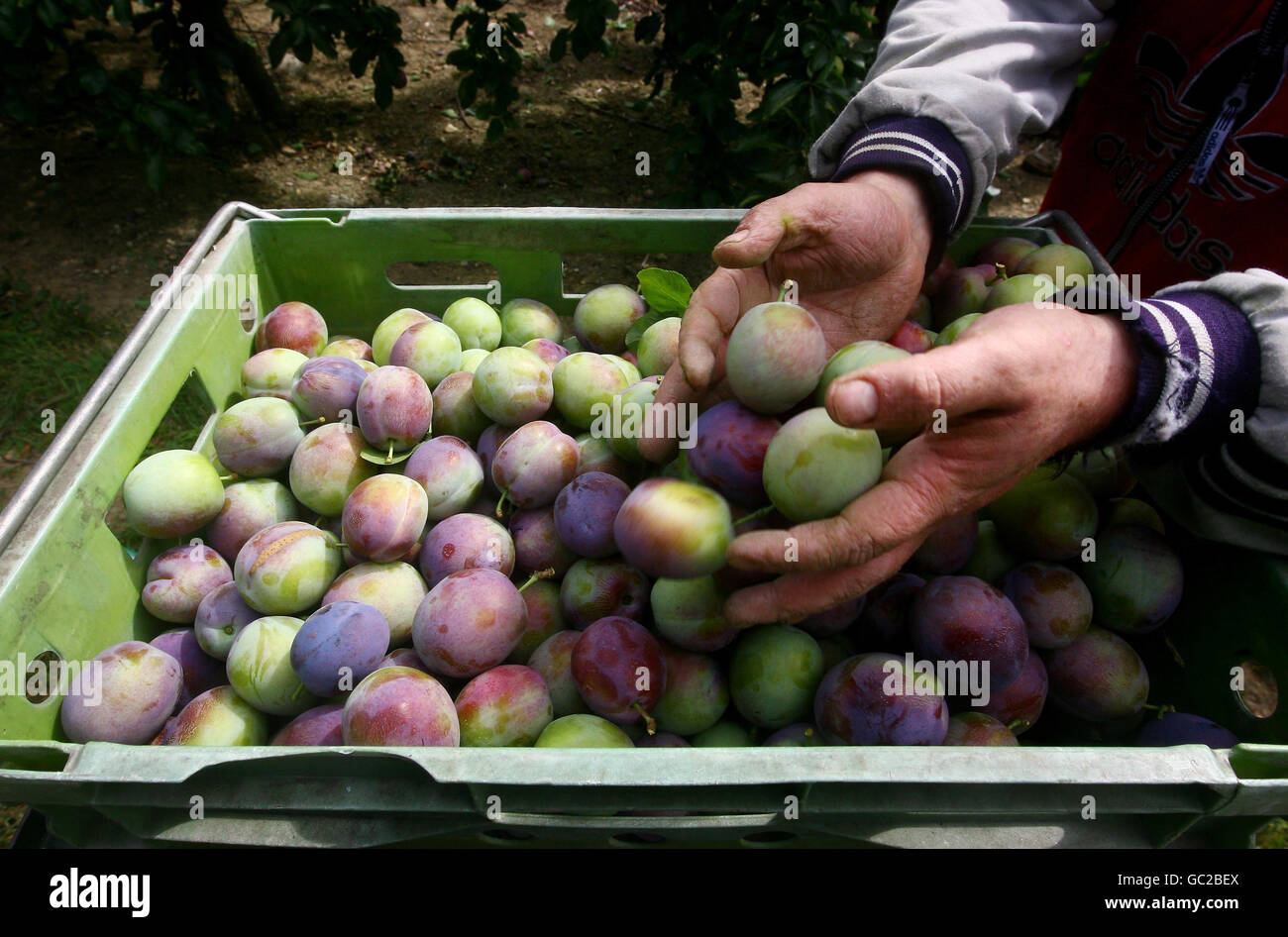 Clock house farm in coxheath hires stock photography and images Alamy